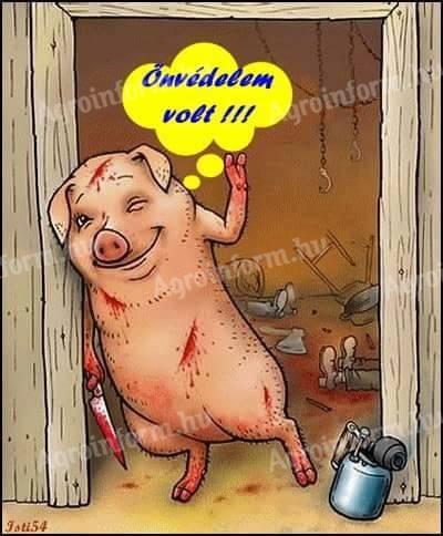 Selejt koca eladó
