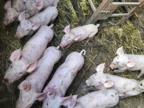 Eladó kismalacok Eladó kismalacok