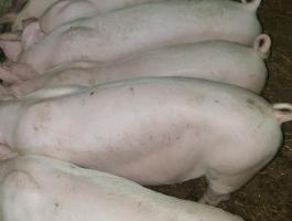 Eladó 10 db szép süldő