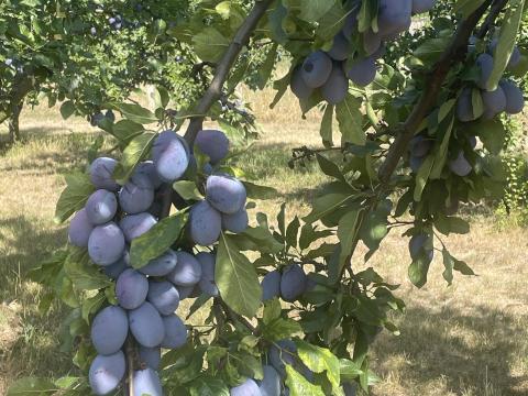 Stanley szilva Stanley szilva