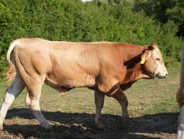 Blonde d'Aquitaine bikák