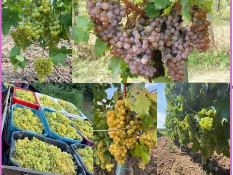 Zenit és rizlingszilváni szőlő - ingyen bogyózva - bornak - pálinkának Zenit és rizlingszilváni szőlő - ingyen bogyózva - bornak - pálinkának