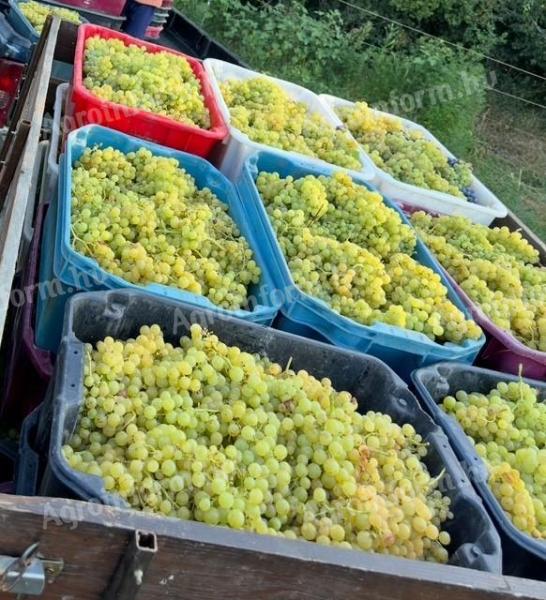 5 fajta szőlő - ingyen bogyózás – bornak,  pálinkának - Sauvignon blanc - Szürkebarát - Zweigelt - Kékfrankos - Olaszrizling