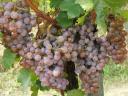 5 fajta szőlő - ingyen bogyózás – bornak,  pálinkának - Sauvignon blanc - Szürkebarát - Zweigelt - Kékfrankos - Olaszrizling