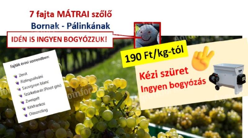 7 fajta szőlő - ingyen bogyózás – bornak,  pálinkának - Zenit - Rizlingszilváni - Sauvignon blanc - Szürkebarát - Zweigelt - Kékfrankos - Olaszrizling
