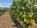 7 fajta szőlő - ingyen bogyózás – bornak,  pálinkának - Zenit - Rizlingszilváni - Sauvignon blanc - Szürkebarát - Zweigelt - Kékfrankos - Olaszrizling