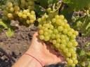 7 fajta szőlő - ingyen bogyózás – bornak,  pálinkának - Zenit - Rizlingszilváni - Sauvignon blanc - Szürkebarát - Zweigelt - Kékfrankos - Olaszrizling