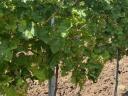7 fajta szőlő - ingyen bogyózás – bornak,  pálinkának - Zenit - Rizlingszilváni - Sauvignon blanc - Szürkebarát - Zweigelt - Kékfrankos - Olaszrizling