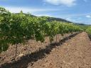 7 fajta szőlő - ingyen bogyózás – bornak,  pálinkának - Zenit - Rizlingszilváni - Sauvignon blanc - Szürkebarát - Zweigelt - Kékfrankos - Olaszrizling