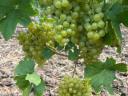 7 fajta szőlő - ingyen bogyózás – bornak,  pálinkának - Zenit - Rizlingszilváni - Sauvignon blanc - Szürkebarát - Zweigelt - Kékfrankos - Olaszrizling