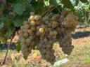 7 fajta szőlő - ingyen bogyózás – bornak,  pálinkának - Zenit - Rizlingszilváni - Sauvignon blanc - Szürkebarát - Zweigelt - Kékfrankos - Olaszrizling
