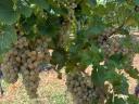 7 fajta szőlő - ingyen bogyózás – bornak,  pálinkának - Zenit - Rizlingszilváni - Sauvignon blanc - Szürkebarát - Zweigelt - Kékfrankos - Olaszrizling