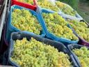 7 fajta szőlő - ingyen bogyózás – bornak,  pálinkának - Zenit - Rizlingszilváni - Sauvignon blanc - Szürkebarát - Zweigelt - Kékfrankos - Olaszrizling