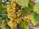 7 fajta szőlő - ingyen bogyózás – bornak,  pálinkának - Zenit - Rizlingszilváni - Sauvignon blanc - Szürkebarát - Zweigelt - Kékfrankos - Olaszrizling