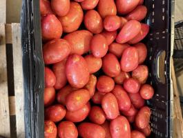 Burgonya eladó Mórahalmon