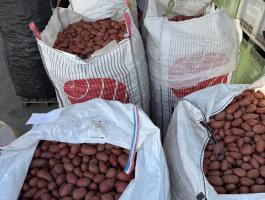 Burgonya Big Bag zsákban eladó Mórahalmon