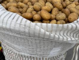 Burgonya sárga eladó Mórahalmon Big Bag zsákban