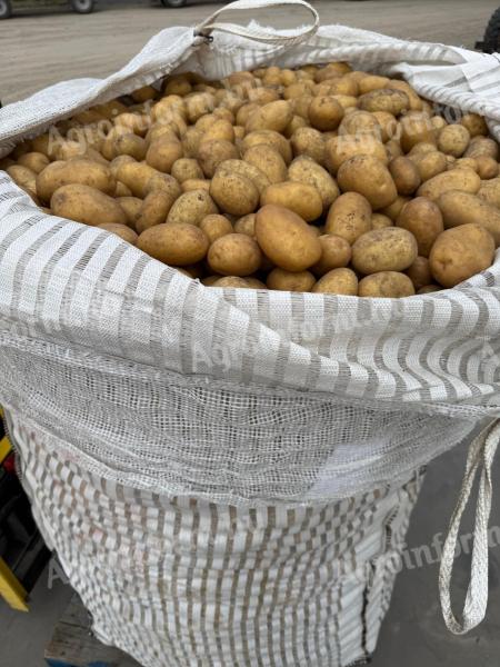 Burgonya sárga eladó Mórahalmon Big Bag zsákban