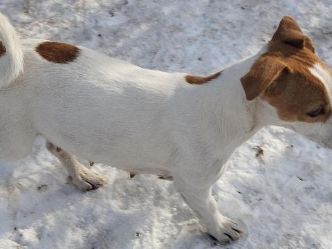 Gazdát keresnek Jack Russell terrier kiskutyák Gazdát keresnek Jack Russell terrier kiskutyák