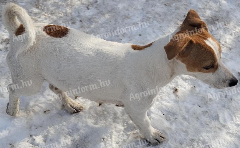 Gazdát keresnek Jack Russell terrier kiskutyák