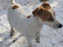 Gazdát keresnek Jack Russell terrier kiskutyák