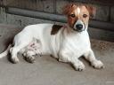 Gazdát keresnek Jack Russell terrier kiskutyák