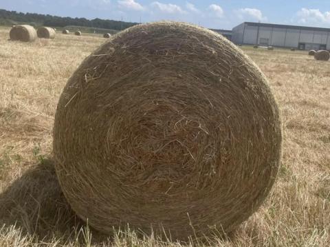 Lucernabála Lucernabála