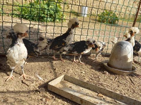 Fiatal páduai bóbitások Fiatal páduai bóbitások