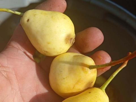 Mirabollan szilva frissen magozot és vadkorte kapható Mirabollan szilva frissen magozot és vadkorte kapható