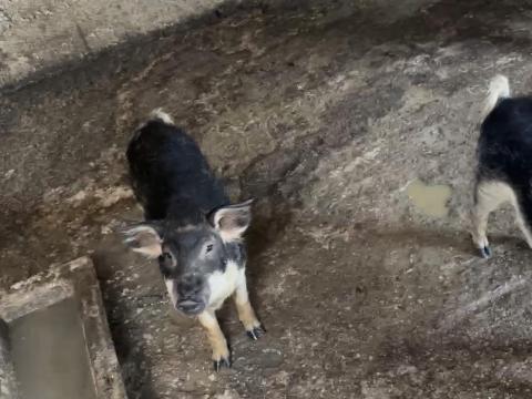 Fecskehasu mangalica Fecskehasu mangalica