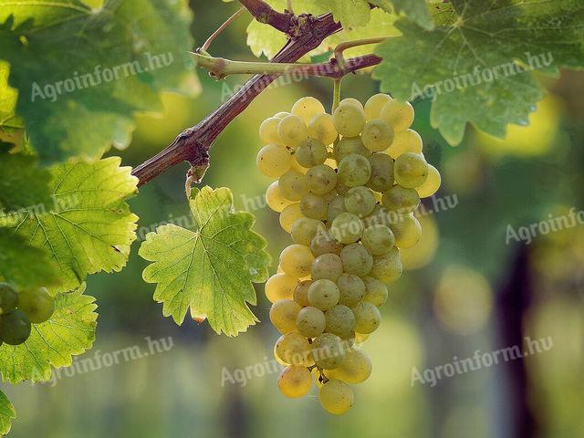 Mátrai borvidéken Sauvignon Blanc szőlő eladó