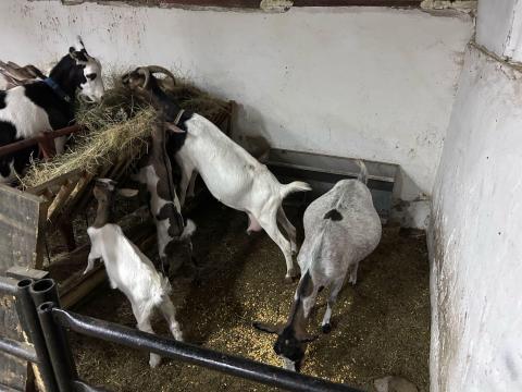 Fejős kecskék Fejős kecskék