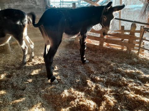 Szamarak Eladóak Szamarak Eladóak