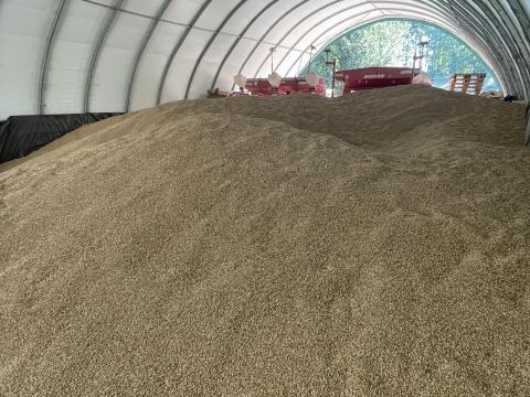 Eladó 30 tonna tritikálé Eladó 30 tonna tritikálé