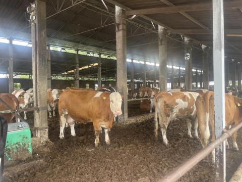 Tejelő magyartarka tehenek, üszők és néhány HF tehén eladó