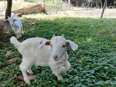Kiskecske eladó Kiskecske eladó
