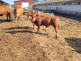 Limousin borjak