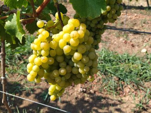 Eladó Irsai szőlő Eladó Irsai szőlő