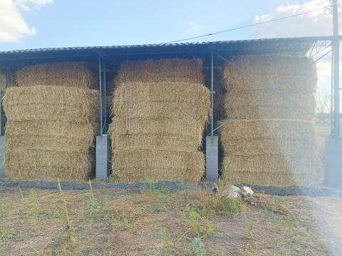 Eladó szalma / nagykocka Eladó szalma / nagykocka