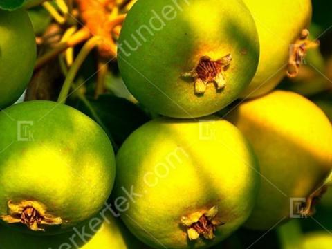 Alma ès Vad Körte kapható cefrének Alma ès Vad Körte kapható cefrének