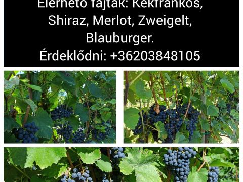 Eladó Szekszárdi borszőlő! Merlot,  Shiraz,  Kékfrankos,  Zweigelt,  Blauburger Eladó Szekszárdi borszőlő! Merlot,  Shiraz,  Kékfrankos,  Zweigelt,  Blauburger