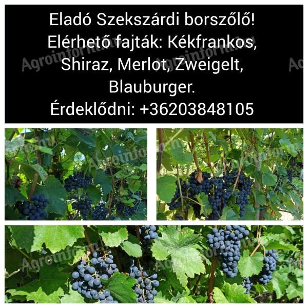 Eladó Szekszárdi borszőlő! Merlot,  Shiraz,  Kékfrankos,  Zweigelt,  Blauburger