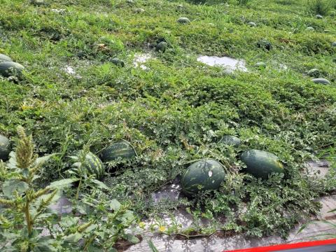 Rubin dinnye Rubin dinnye