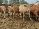 12 db Limousin borjú eladó