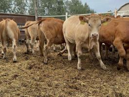 12 db Limousin borjú eladó