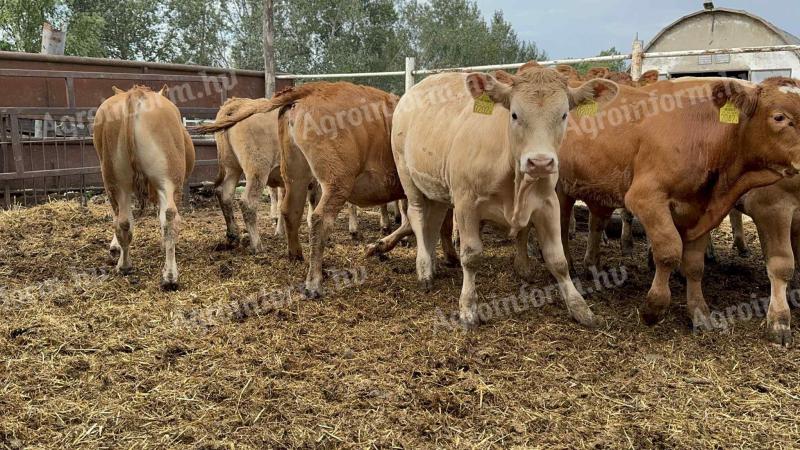 12 db Limousin borjú eladó