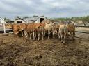 12 db Limousin borjú eladó