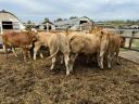 12 db Limousin borjú eladó