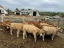12 db Limousin borjú eladó