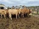 12 db Limousin borjú eladó